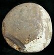 Large Pyritized Dactylioceras Ammonite #10560-2